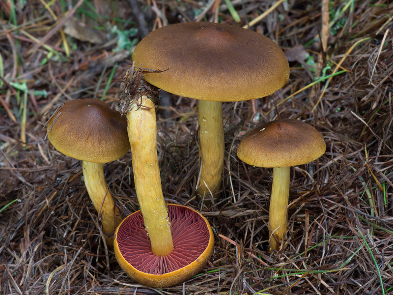 Cortinarius semisanguineus